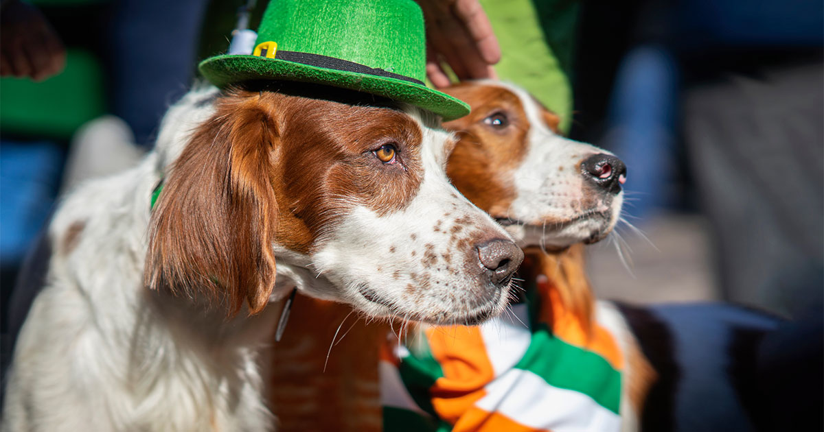 St. Patrick’s Day Tampa - St Patricks Dog