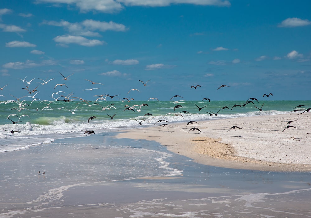Tampa Beaches with birds